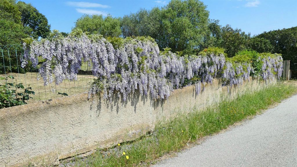 SARDINIË - SAN TEODORO - enkele planten