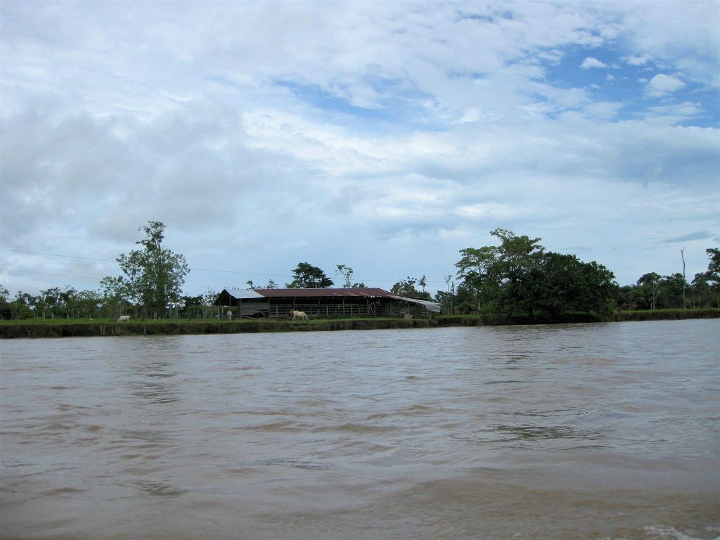 CAÑO BLANCO -> TORTUGUERO NATIONAL PARK - het landschap