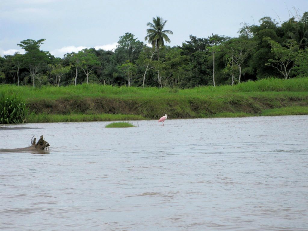 CAÑO BLANCO -> TORTUGUERO NATIONAL PARK - een roze lepelaar