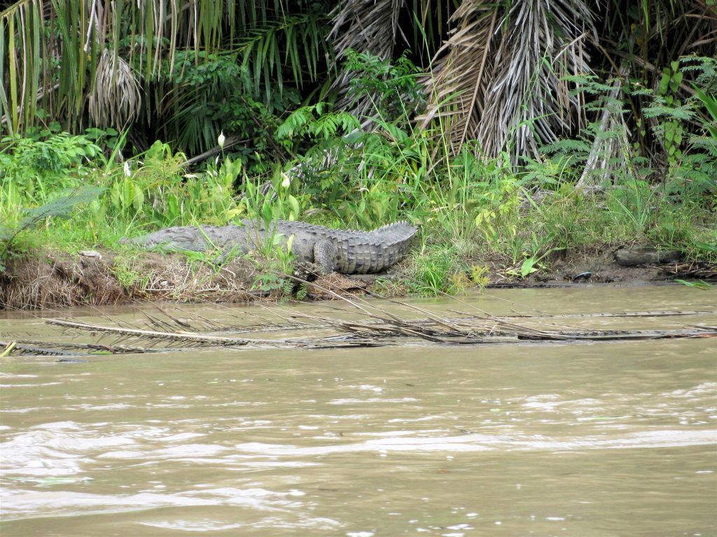 CAÑO BLANCO -> TORTUGUERO NATIONAL PARK - een krokodil