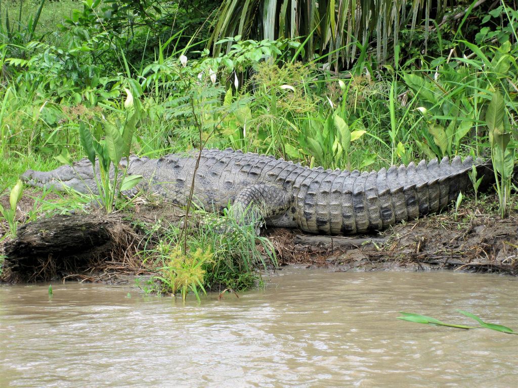 CAÑO BLANCO -> TORTUGUERO NATIONAL PARK - een krokodil