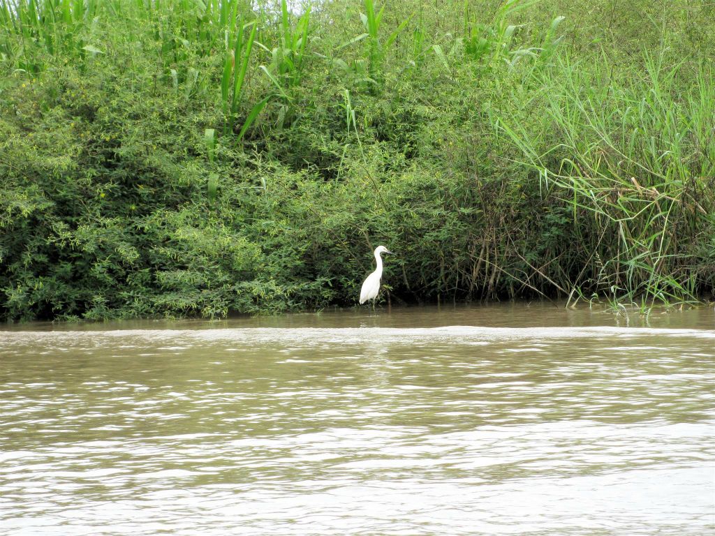 CAÑO BLANCO -> TORTUGUERO NATIONAL PARK - een witte reiger