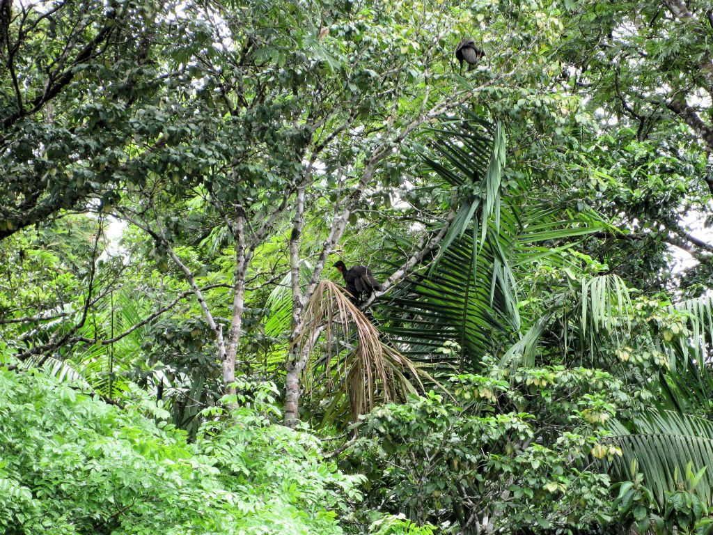 CAÑO BLANCO -> TORTUGUERO NATIONAL PARK - een zwarte kalkoen in een boom
