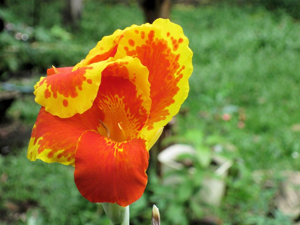 CAÑO BLANCO -> TORTUGUERO NATIONAL PARK - een bloem in het dorp Tortuguero
