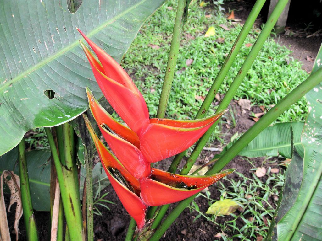CAÑO BLANCO -> TORTUGUERO NATIONAL PARK - een plant in het dorp Tortuguero