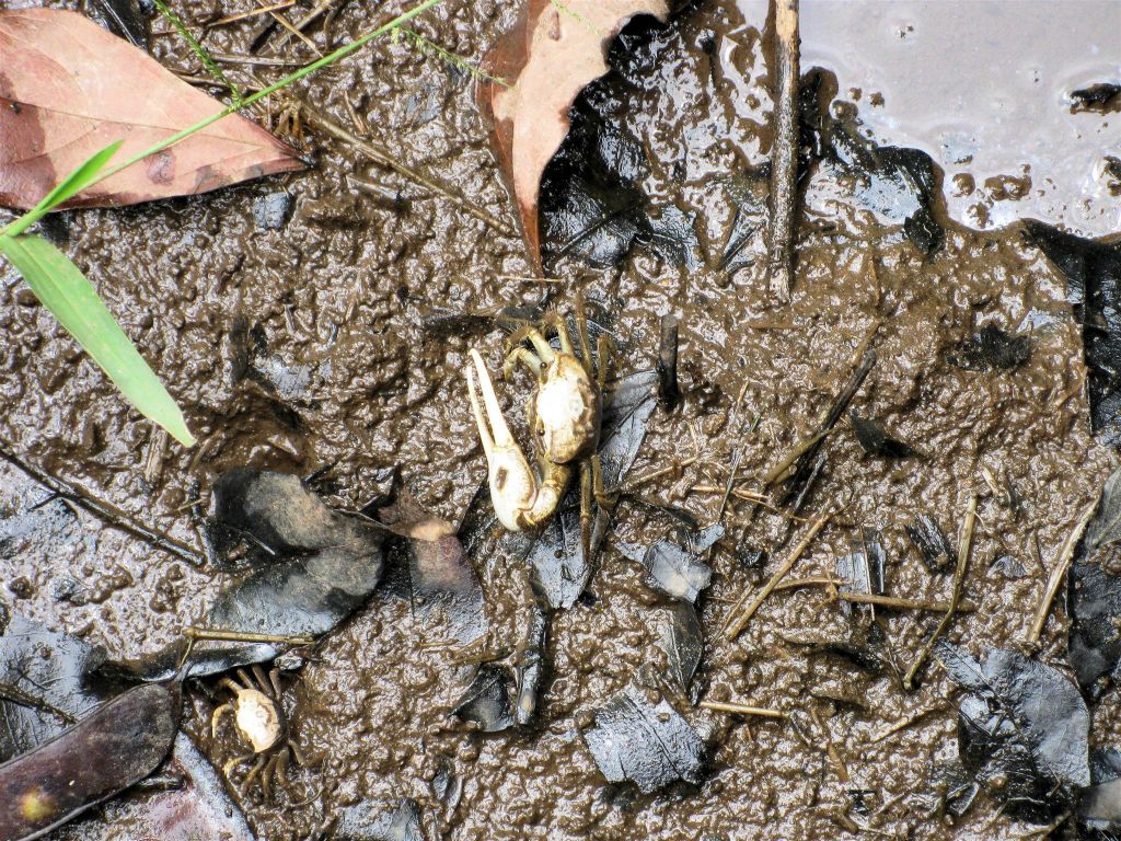 CAÑO BLANCO -> TORTUGUERO NATIONAL PARK - een krab in het dorp Tortuguero