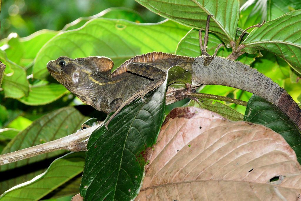 TORTUGUERO NATIONAL PARK - een basilisk hagedis