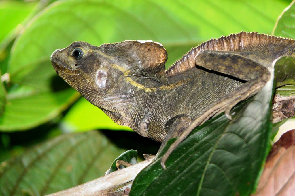 TORTUGUERO NATIONAL PARK - een basilisk hagedis