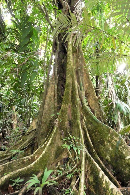TORTUGUERO NATIONAL PARK - een boom met enorme steunwortels