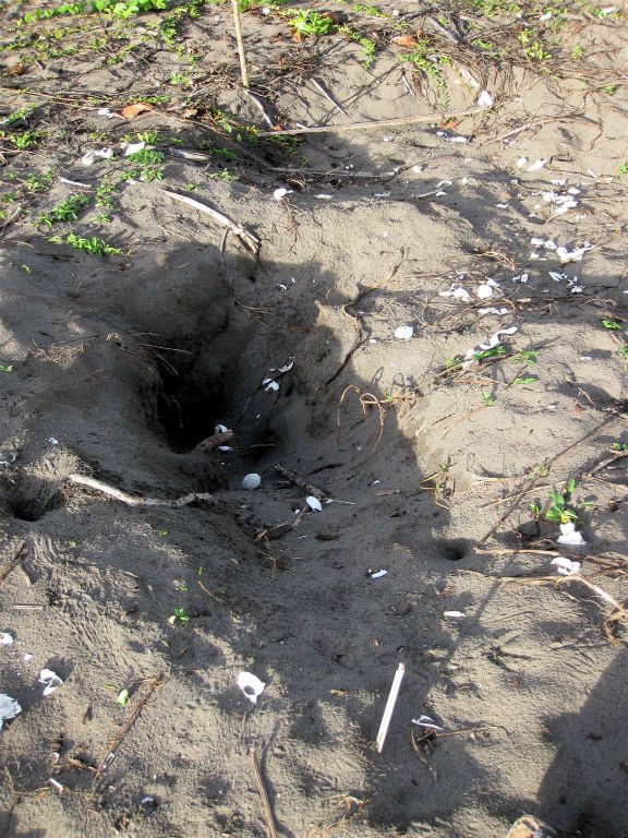 TORTUGUERO NATIONAL PARK - een leeggeroofd schilpaddennest op het strand
