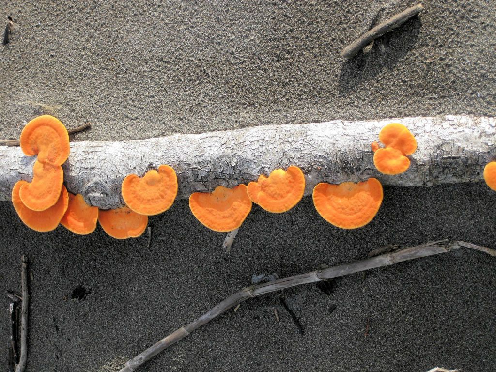 TORTUGUERO NATIONAL PARK - enkele oranje zwammen op een tak