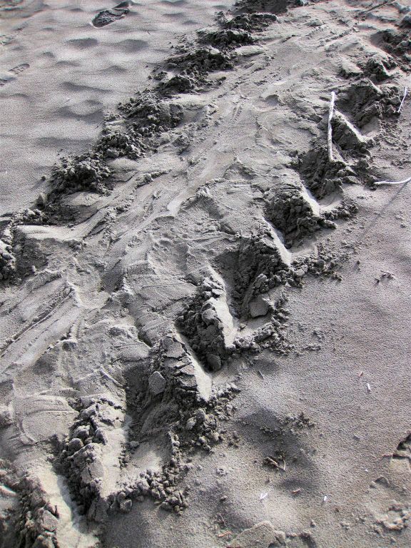 TORTUGUERO NATIONAL PARK - een spoor van een zeeschilpad op het strand