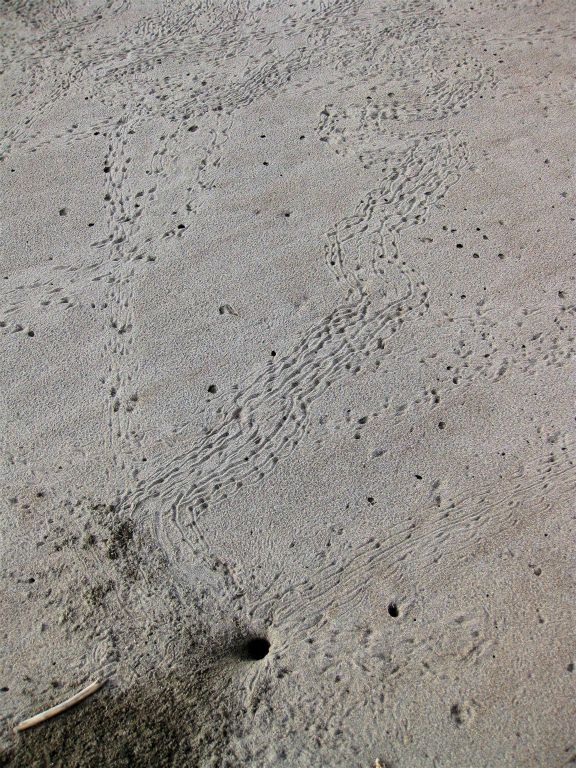 TORTUGUERO NATIONAL PARK - de sporen van krabben op het strand
