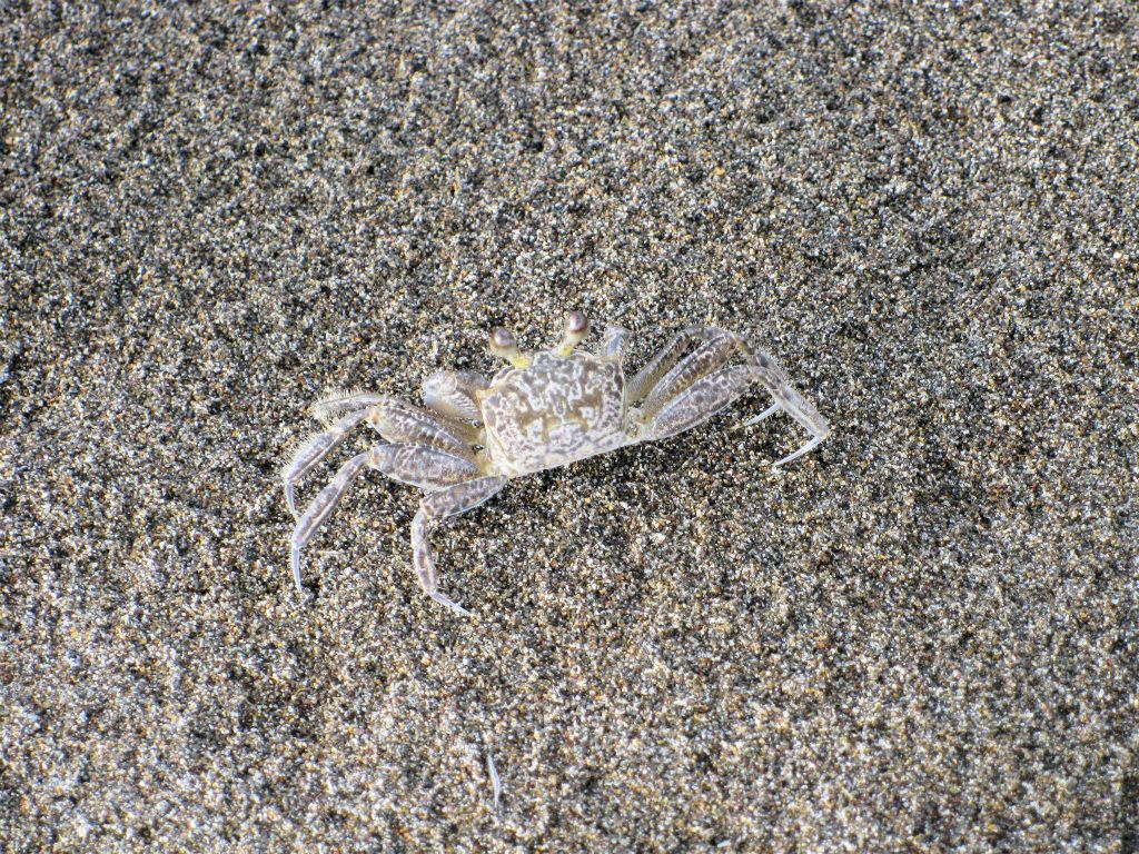 TORTUGUERO NATIONAL PARK - een krab