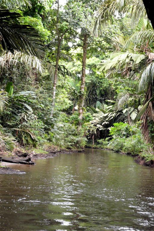 TORTUGUERO NATIONAL PARK - een rivier
