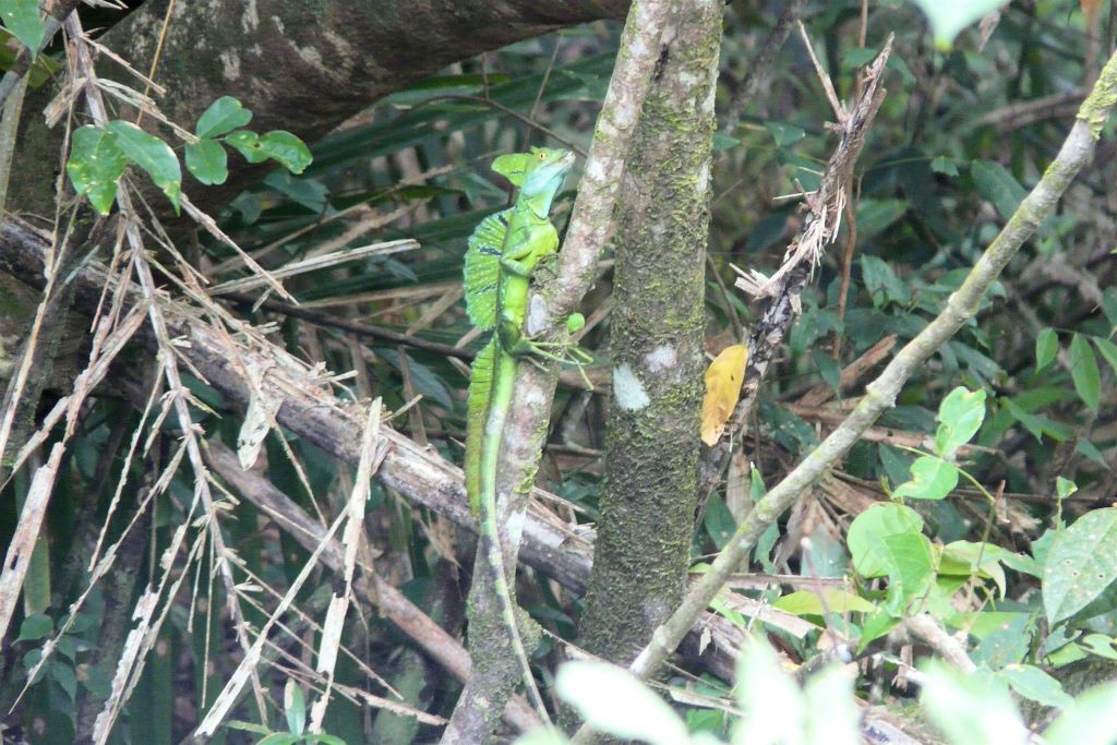TORTUGUERO NATIONAL PARK - een green basilisk hagedis
