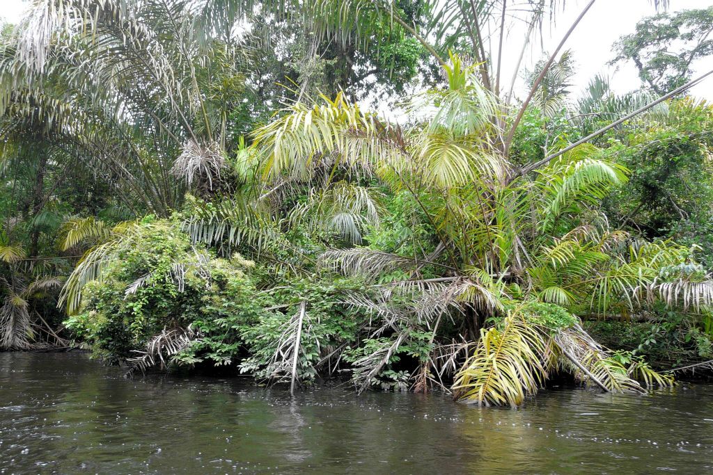 TORTUGUERO NATIONAL PARK - het landschap