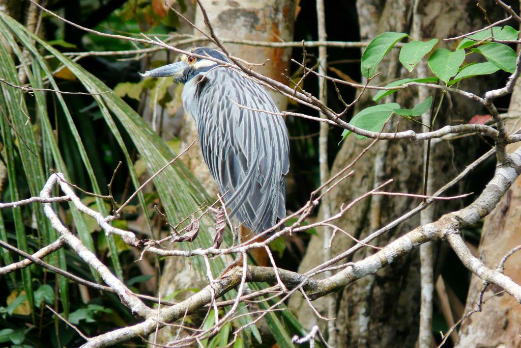 TORTUGUERO NATIONAL PARK - een geelkruinkwak