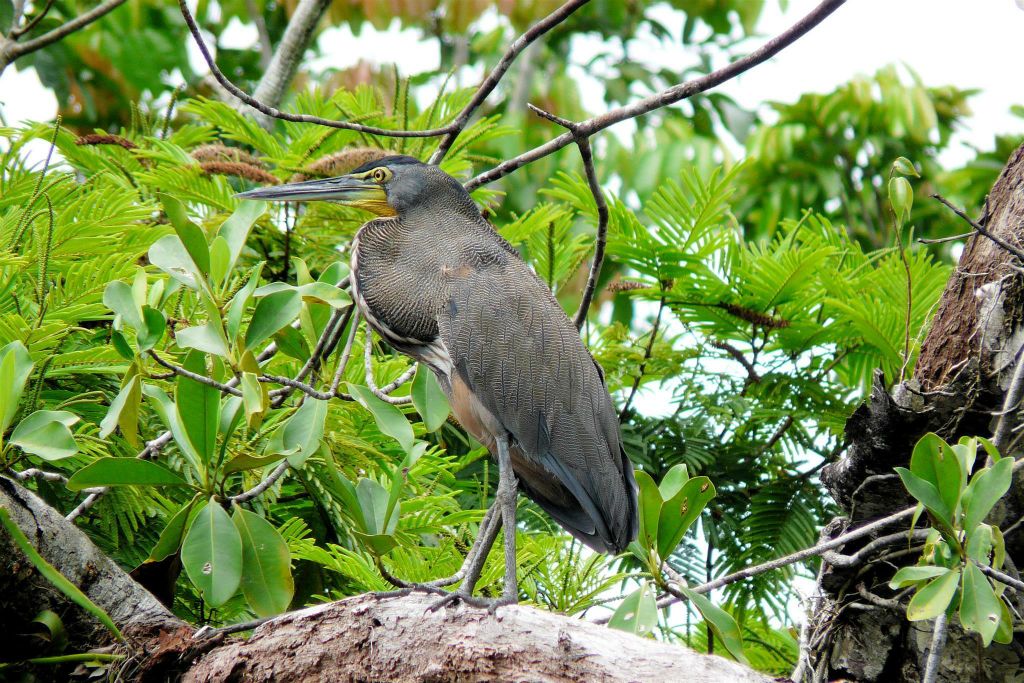TORTUGUERO NATIONAL PARK - een Mexicaanse tijgerroerdomp