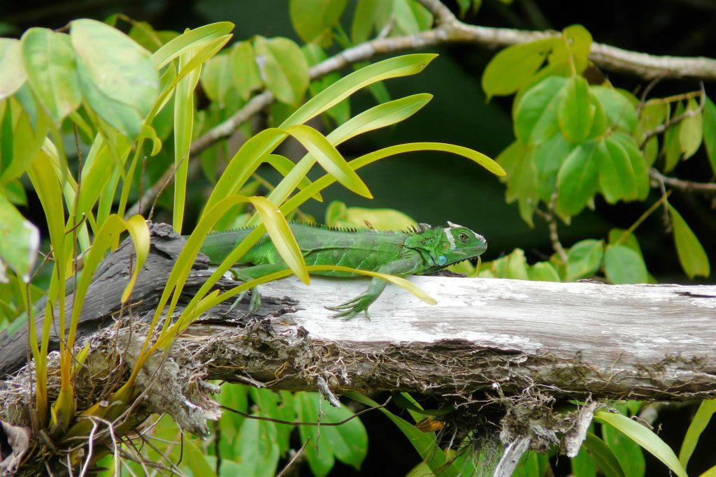 TORTUGUERO NATIONAL PARK - een hagedis