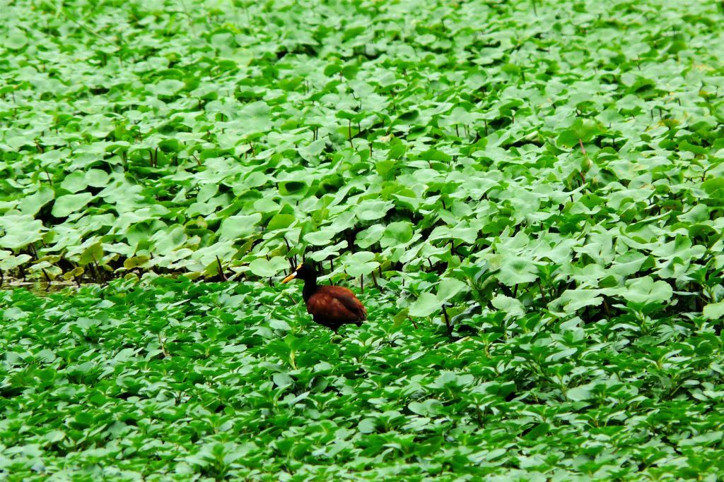 TORTUGUERO NATIONAL PARK - een Northern Jacana watervogel