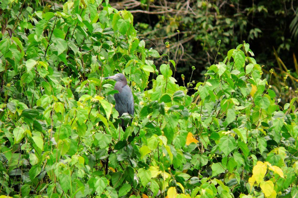 TORTUGUERO NATIONAL PARK - een kleine blauwe reiger