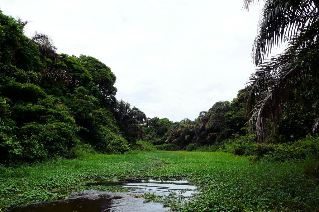 TORTUGUERO NATIONAL PARK - het landschap