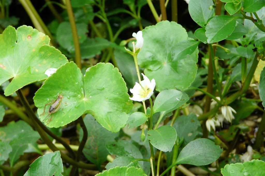 TORTUGUERO NATIONAL PARK - een insect op een waterplant