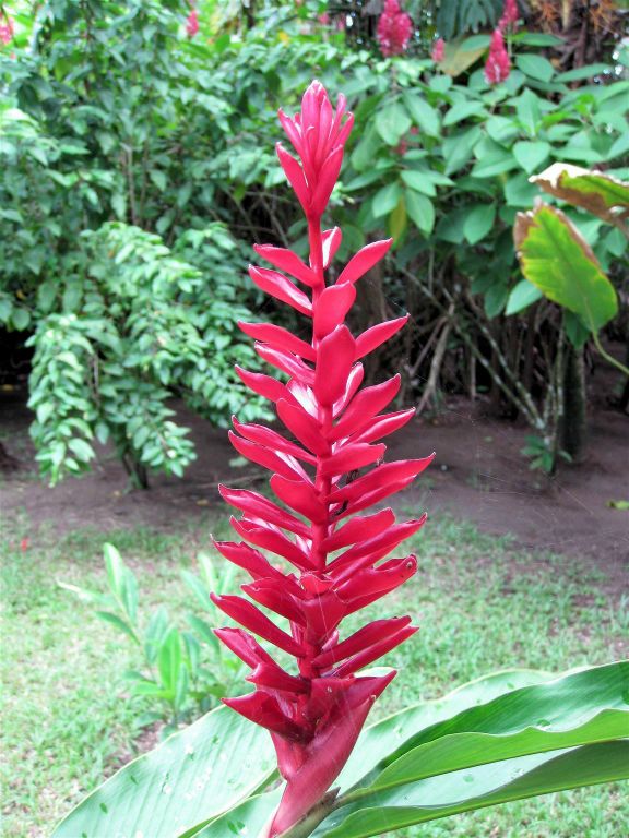 TORTUGUERO NATIONAL PARK - een bloem van een plant