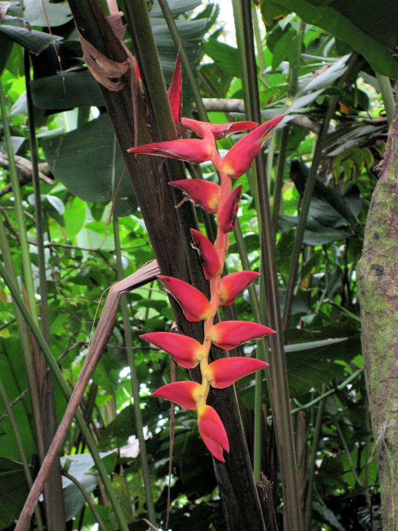 TORTUGUERO NATIONAL PARK - een bloem van een plant