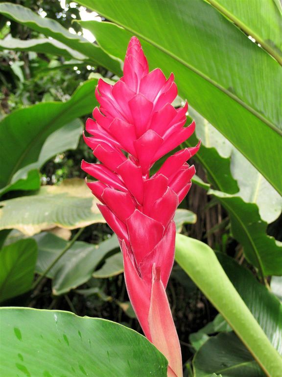 TORTUGUERO NATIONAL PARK - een bloem van een plant