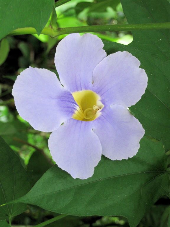 TORTUGUERO NATIONAL PARK - een bloem