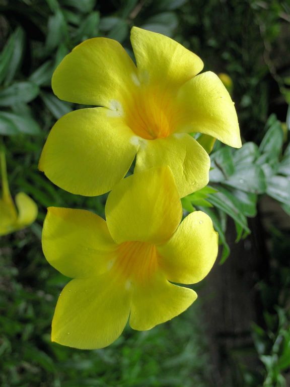 TORTUGUERO NATIONAL PARK - een bloem