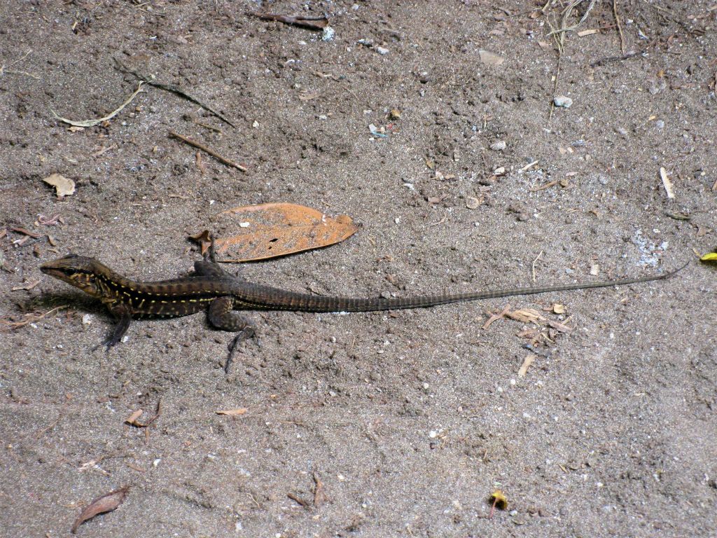 TORTUGUERO NATIONAL PARK - een hagedis