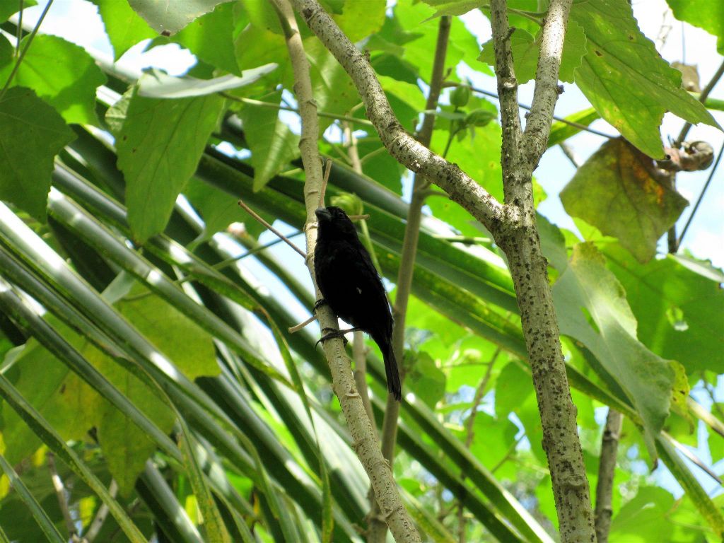 TORTUGUERO NATIONAL PARK - een vogel