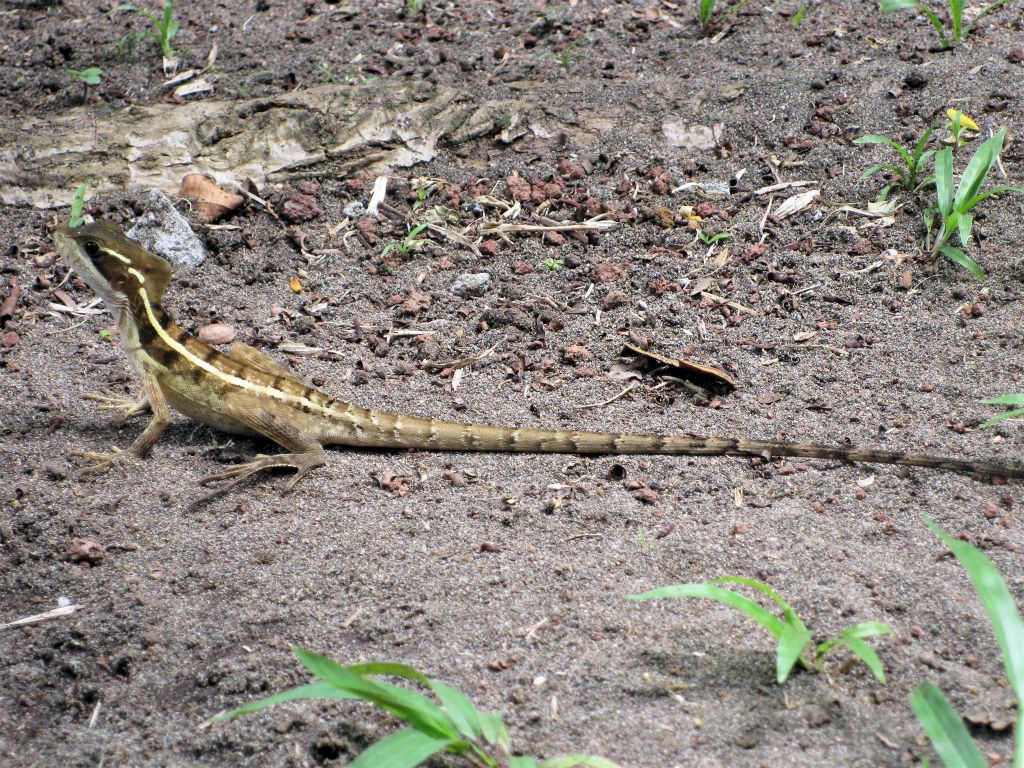 TORTUGUERO NATIONAL PARK - een hagedis