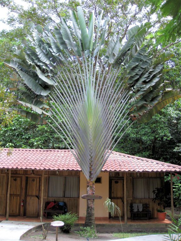 TORTUGUERO NATIONAL PARK - een palmboom