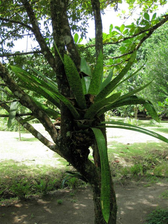 TORTUGUERO NATIONAL PARK - een plant in een boom
