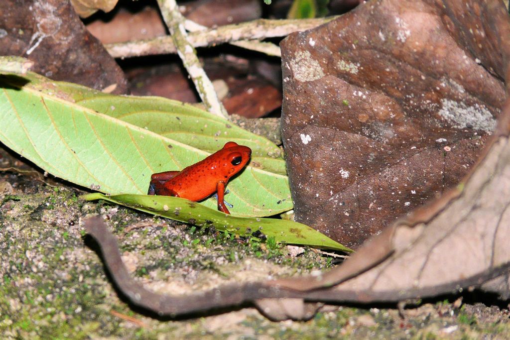TORTUGUERO NATIONAL PARK - een giftige aardbeikikker