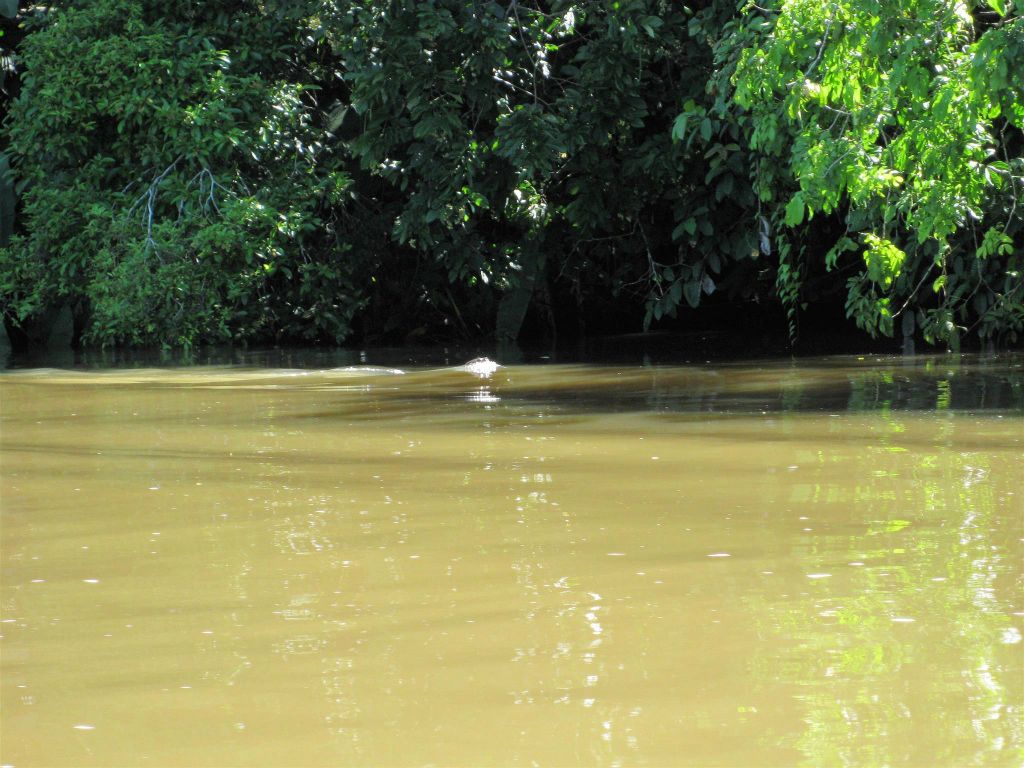 TORTUGUERO NATIONAL PARK -> CAÑO BLANCO - een rivierotter