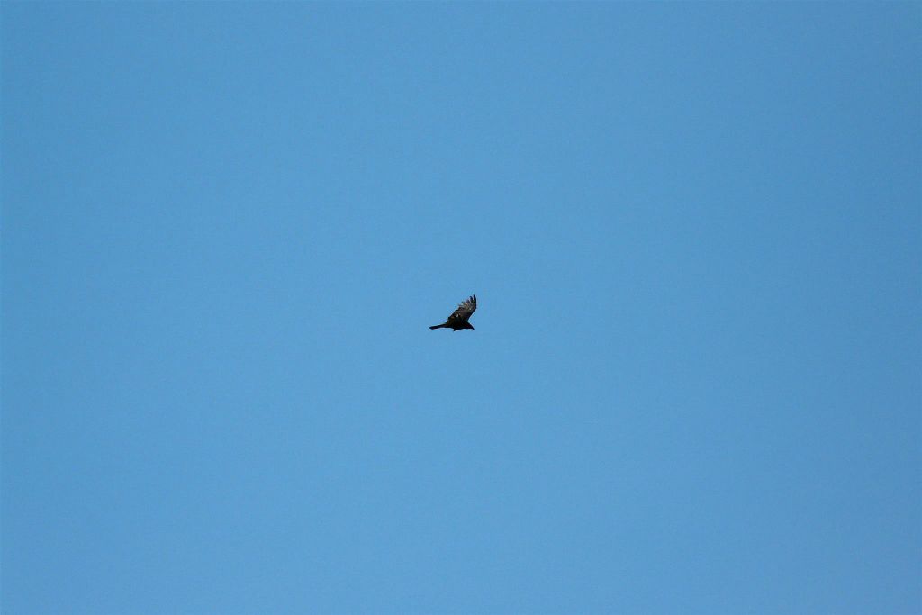 TORTUGUERO NATIONAL PARK -> CAÑO BLANCO - een roofvogel