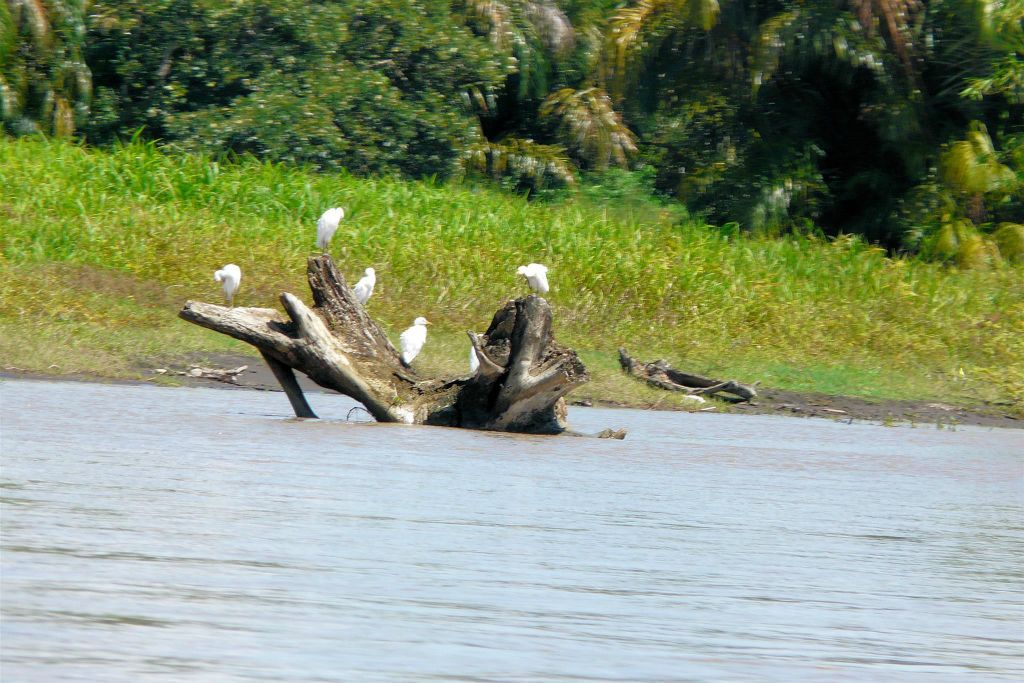 TORTUGUERO NATIONAL PARK -> CAÑO BLANCO - een aantal koereigers op een boomstronk