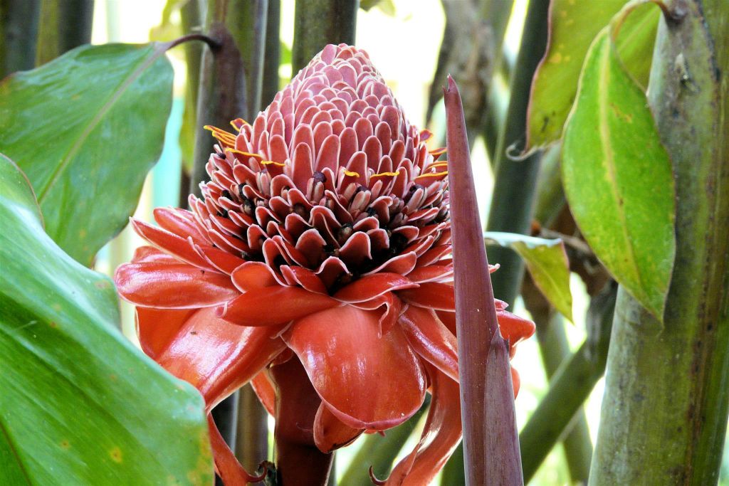 CAÑO BLANCO -> SARAPIQUI - een bloem van een plant