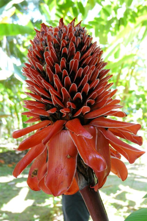 CAÑO BLANCO -> SARAPIQUI - een bloem van een plant