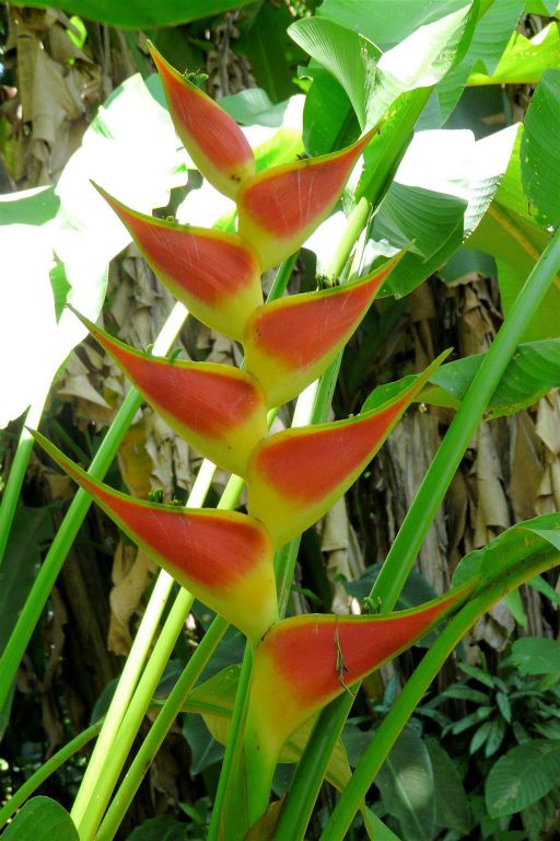 CAÑO BLANCO -> SARAPIQUI - een tropische heliconia