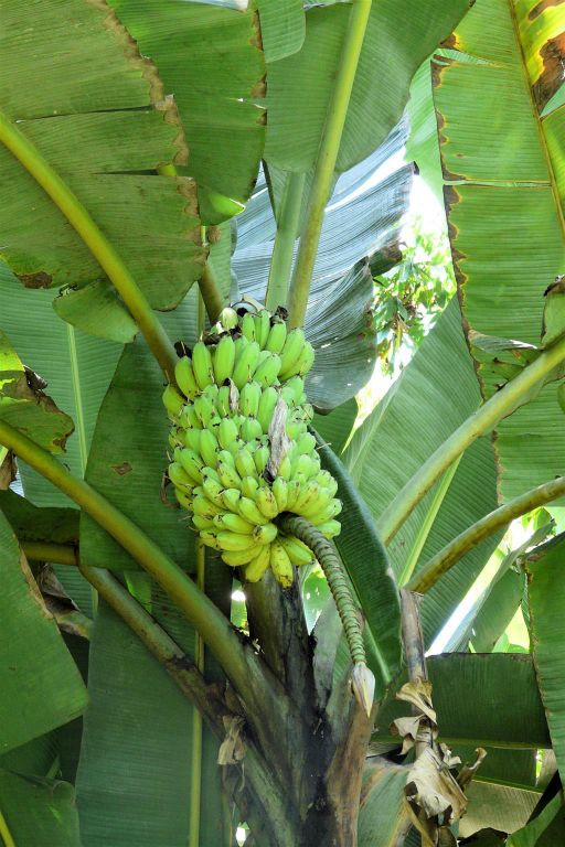CAÑO BLANCO -> SARAPIQUI - een bananenboom
