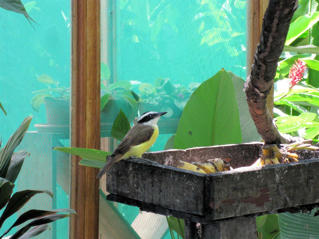 CAÑO BLANCO -> SARAPIQUI - een witringtiran (white ringed flycatcher)