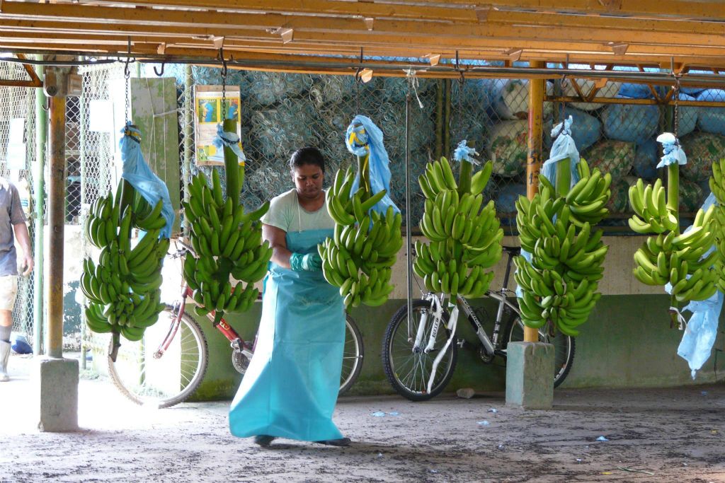 CAÑO BLANCO -> SARAPIQUI - een vrouw aan het werk bij de Delmonte banenfabriek