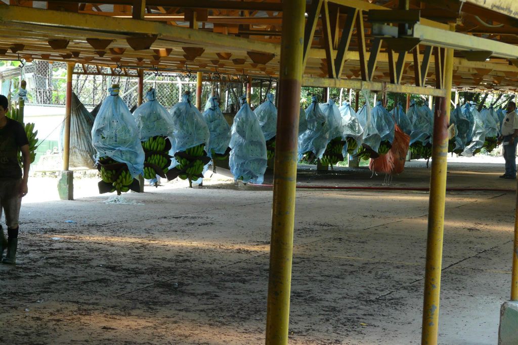 CAÑO BLANCO -> SARAPIQUI - enkele bananen bij de Delmonte banenfabriek