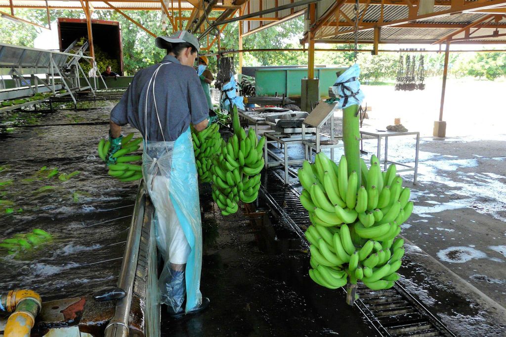 CAÑO BLANCO -> SARAPIQUI - een man aan het werk bij de Delmonte banenfabriek
